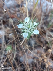 Nigella arvensis