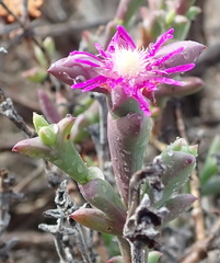 Smicrostigma viride