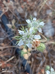 Nigella arvensis