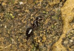 Crematogaster cornigera