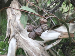 Eucalyptus cosmophylla