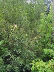 Salix triandra
