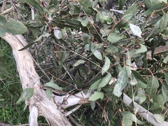 Eucalyptus cosmophylla