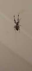 Zosis geniculata