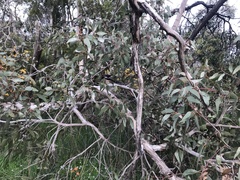 Eucalyptus cosmophylla