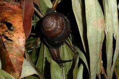 Sphaerospira fraseri