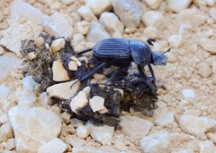 Scarabaeus laticollis