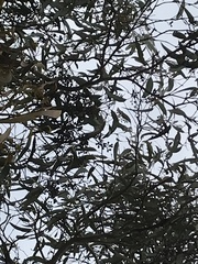 Eucalyptus fasciculosa