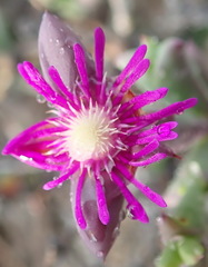 Smicrostigma viride