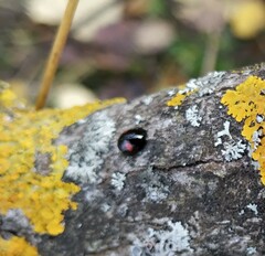 Chilocorus renipustulatus