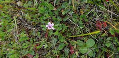 Erodium botrys
