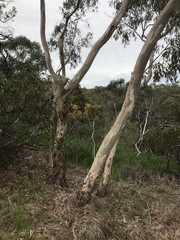 Eucalyptus fasciculosa
