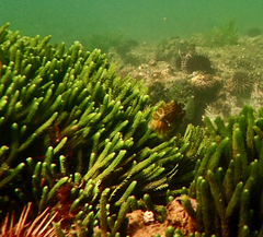 Brachaluteres jacksonianus