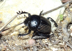 Scarabaeus laticollis