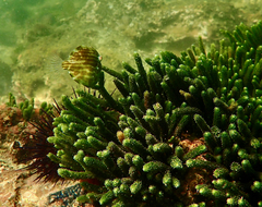 Brachaluteres jacksonianus