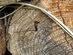 Dolichomitus imperator