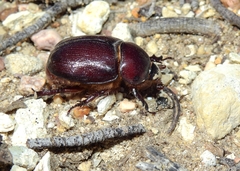 Phyllognathus excavatus