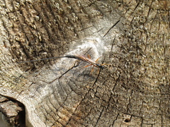 Dolichomitus imperator