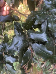 Cryptocarya transvaalensis