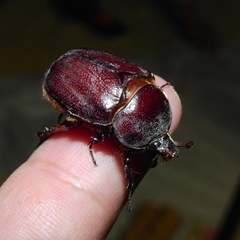Phyllognathus excavatus