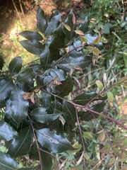 Cryptocarya transvaalensis