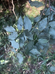 Cryptocarya transvaalensis