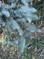 Cryptocarya transvaalensis