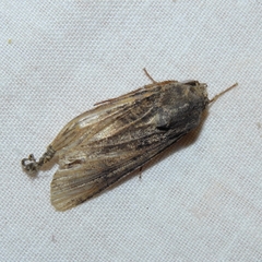 Agrotis ipsilon