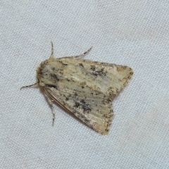 Mythimna languida