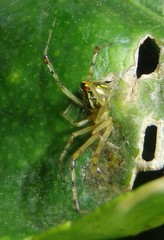 Theridion pyramidale