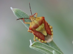 Carpocoris pudicus