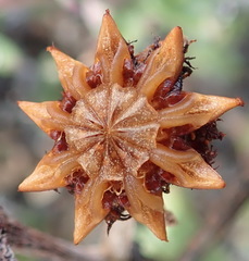 Smicrostigma viride