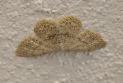 Scopula marginepunctata