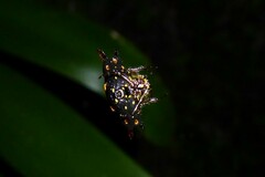 Gasteracantha quadrispinosa