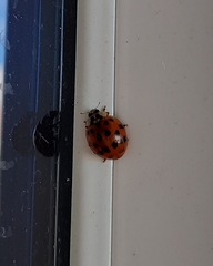 Harmonia axyridis