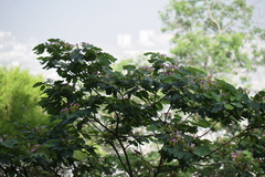 Bauhinia macranthera