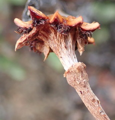 Smicrostigma viride