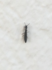 Xantholinus