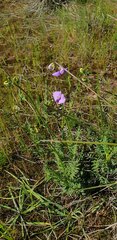 Swainsona procumbens
