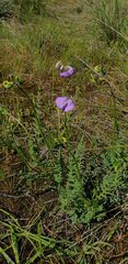 Swainsona procumbens