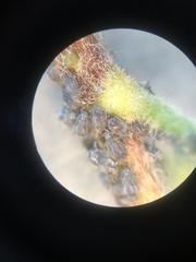 Aphis hederae
