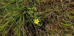 Oxalis perennans