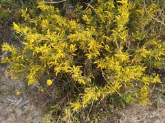 Synaphea spinulosa