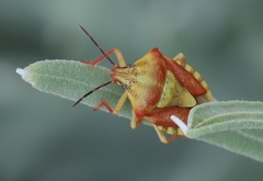 Carpocoris pudicus