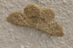 Scopula marginepunctata