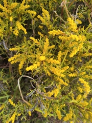Synaphea spinulosa