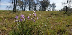 Swainsona procumbens