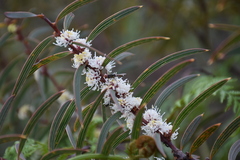 Hakea repullulans
