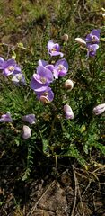 Swainsona procumbens