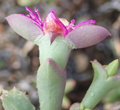 Smicrostigma viride